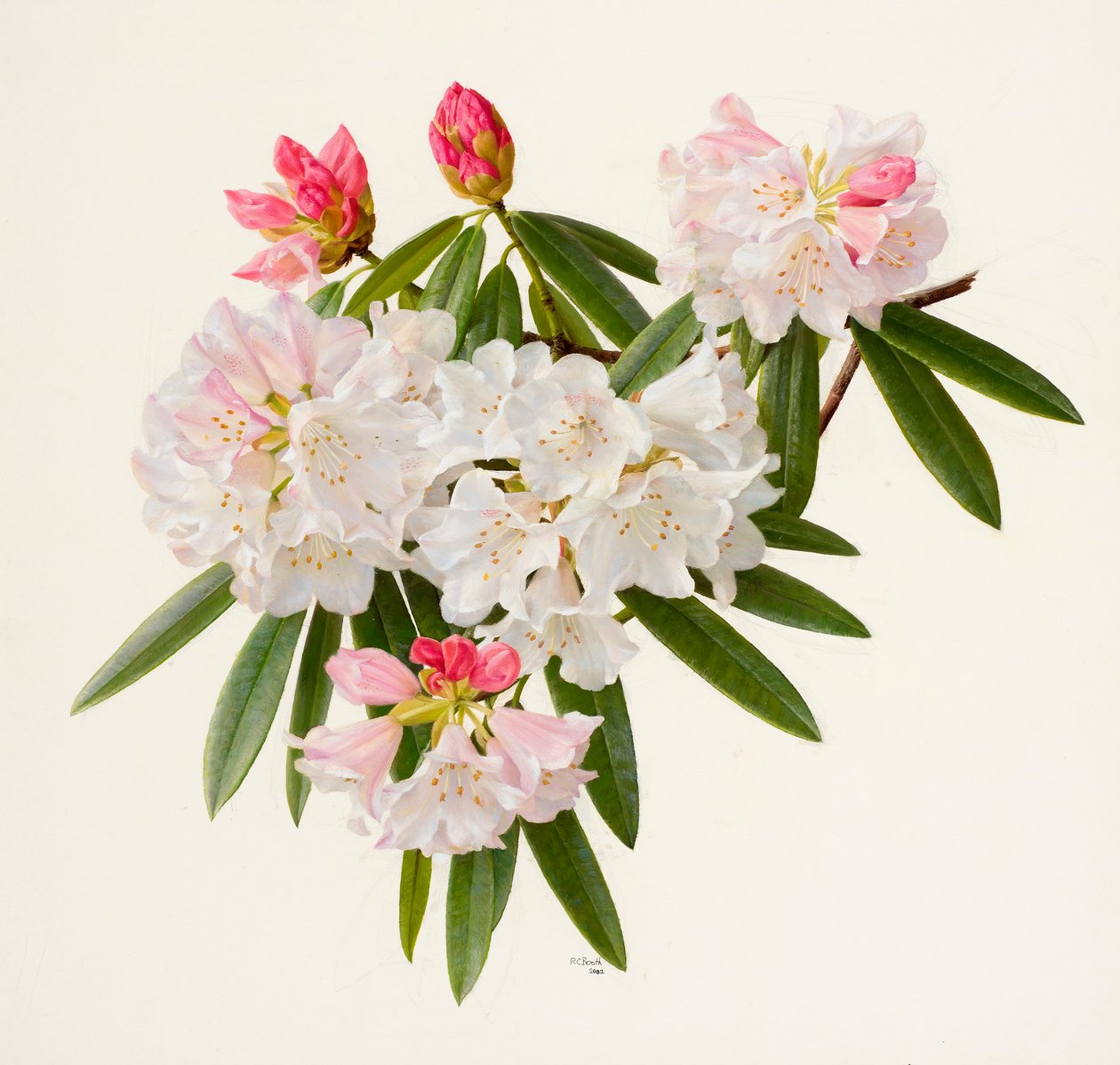 Rhododendron morii von Raymond Booth