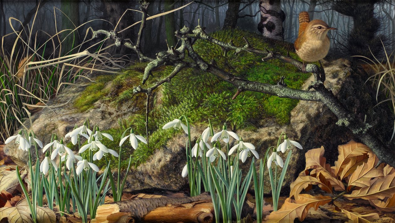 Schneeglöckchen und Zaunkönig von Raymond Booth