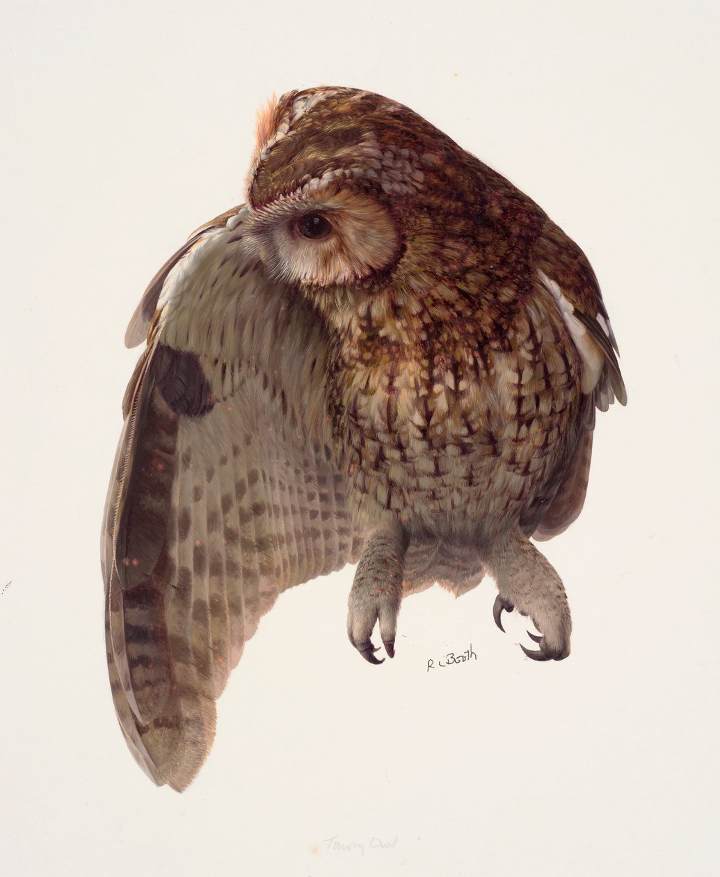 Studie einer Waldkauz von Raymond Booth