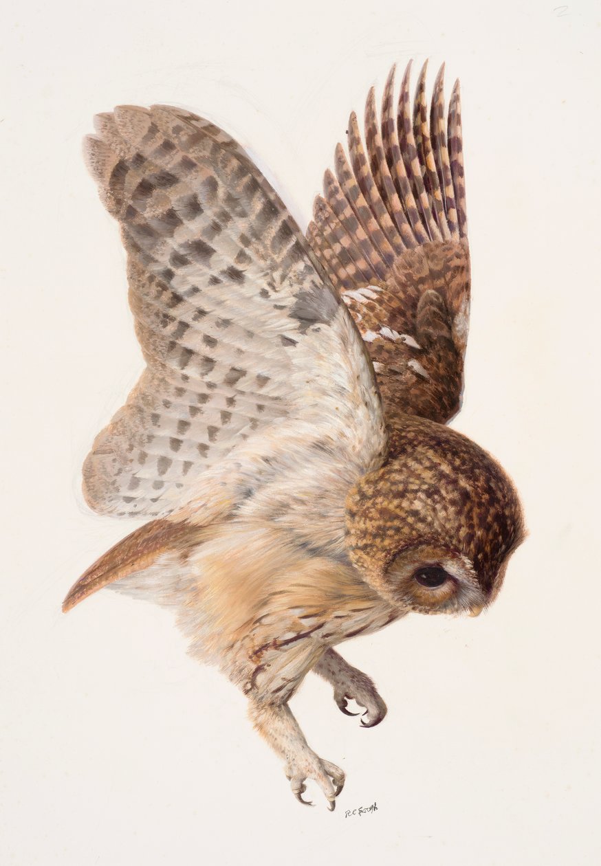 Studie einer Waldohreule von Raymond Booth