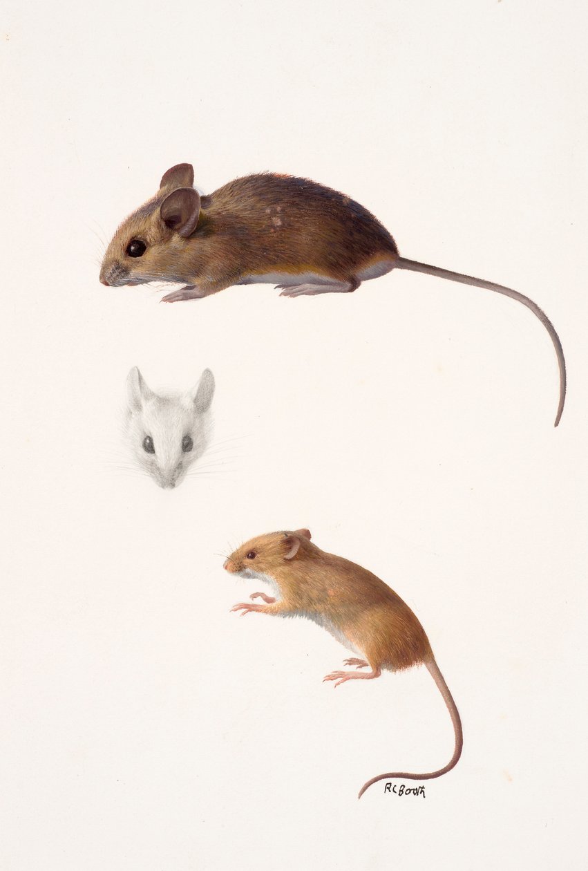 Zwei Studien - eine Waldmaus und eine Erntemaus von Raymond Booth