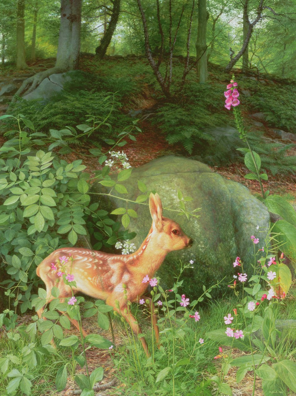 Junges Reh im Adel-Wald von Raymond Booth