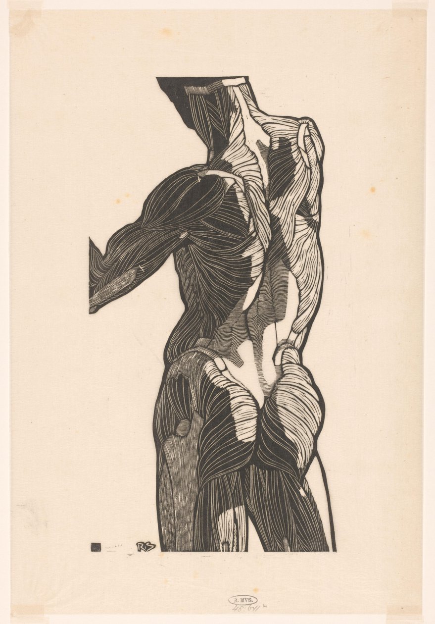 Anatomische Studie der Rücken- und Gesäßmuskeln eines Mannes von Reijer Stolk