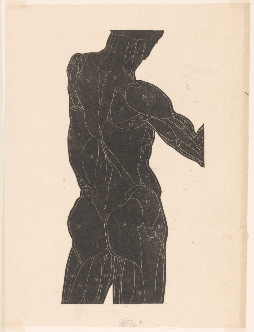 Anatomische Studie der Rücken- und Gesäßmuskeln eines Mannes im Silhouette von Reijer Stolk