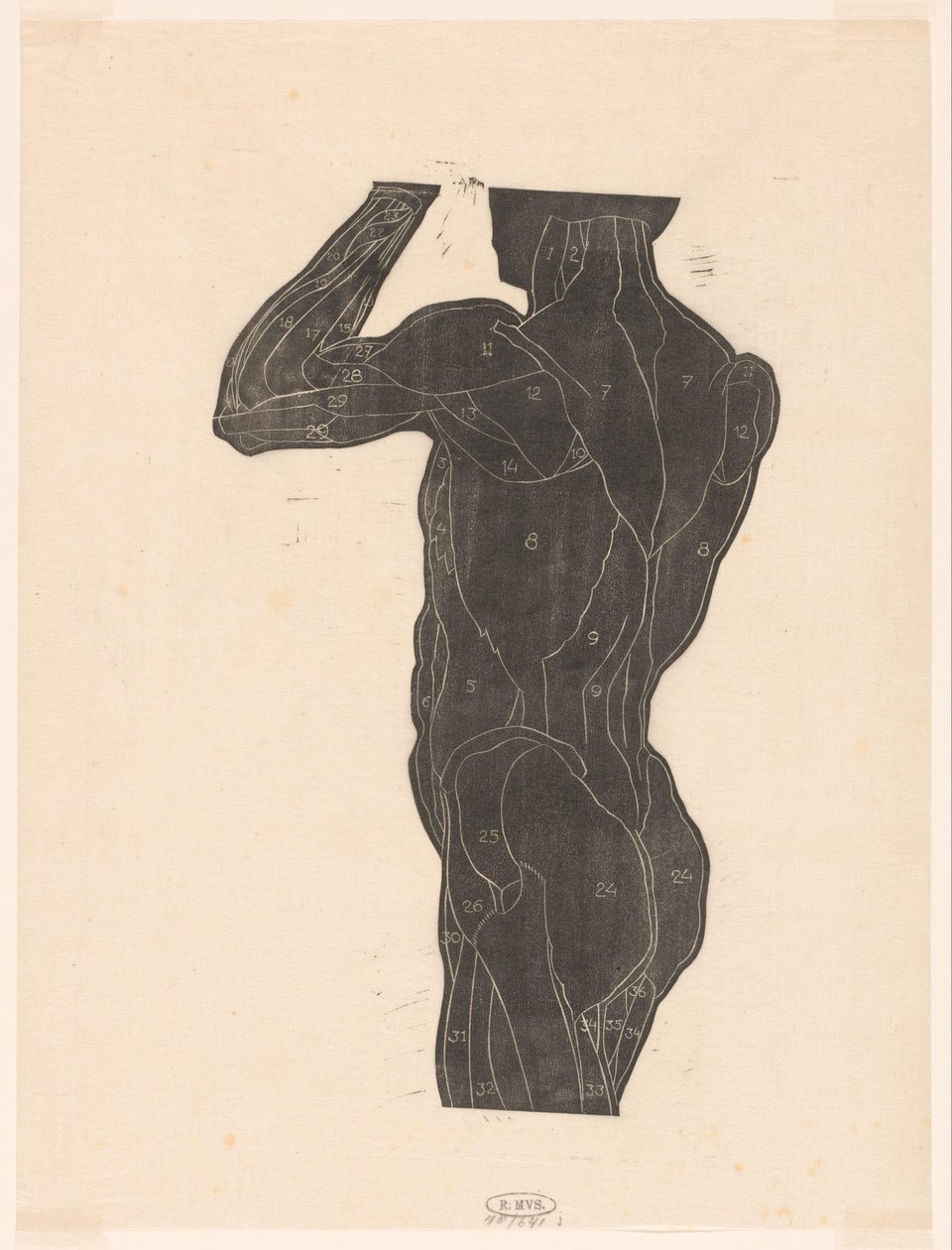 Anatomische Studie der Rücken- und Gesäßmuskeln eines Mannes im Silhouette von Reijer Stolk
