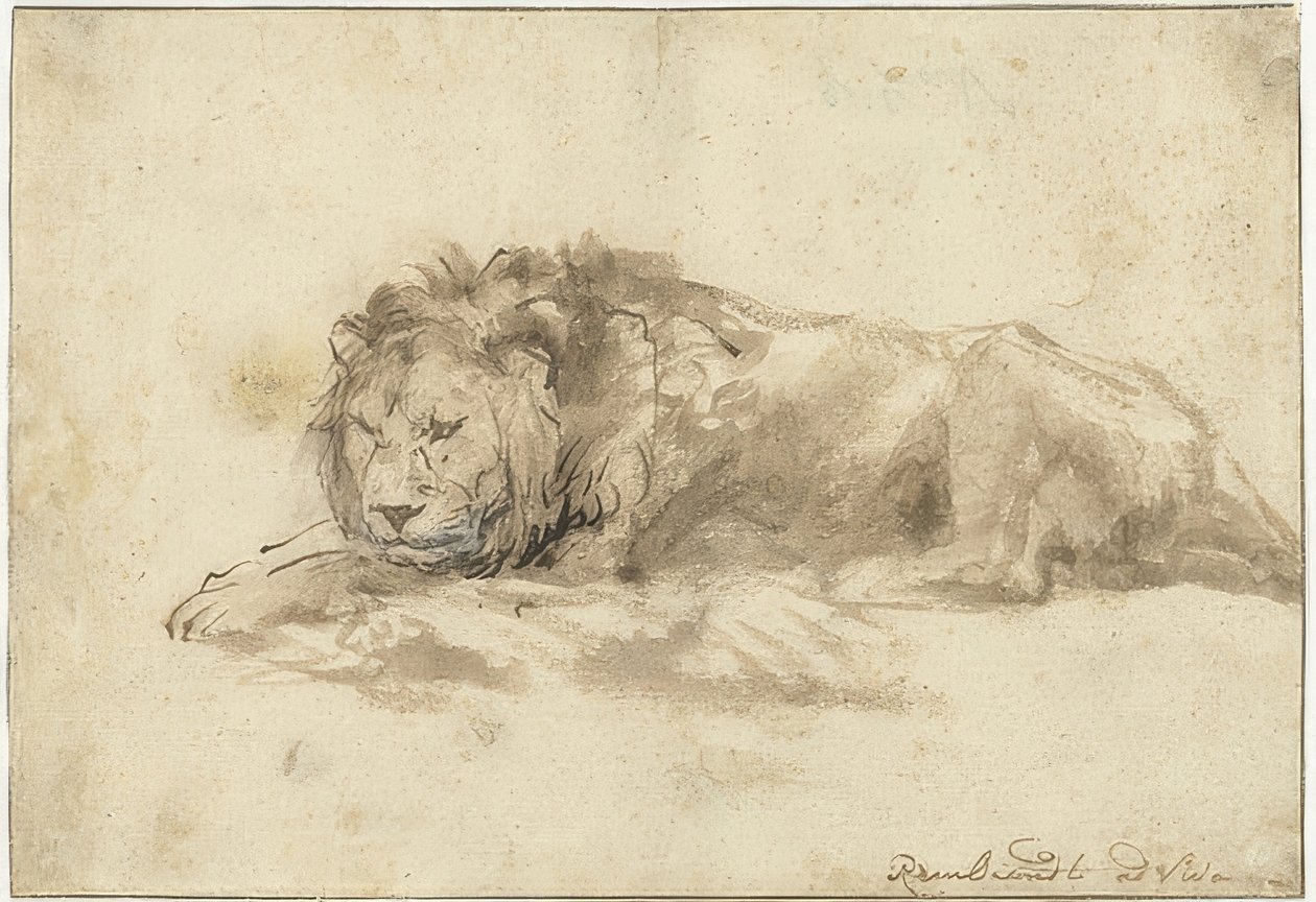 Liegender Löwe von Rembrandt van Rijn