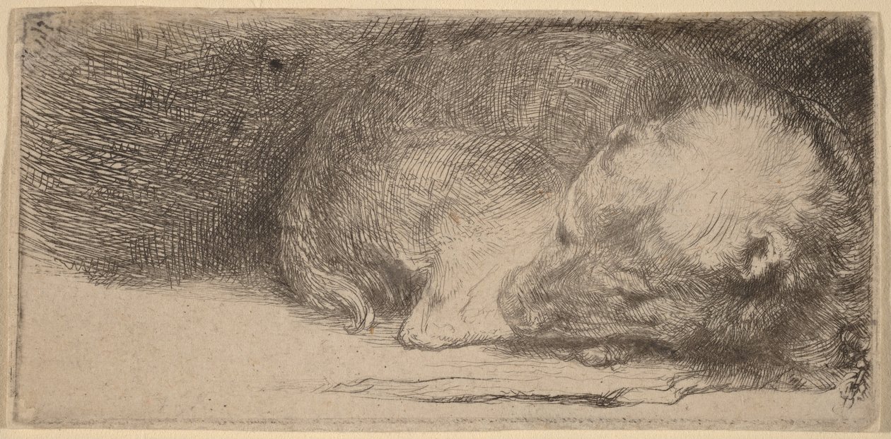 Schlafender Welpe von Rembrandt van Rijn