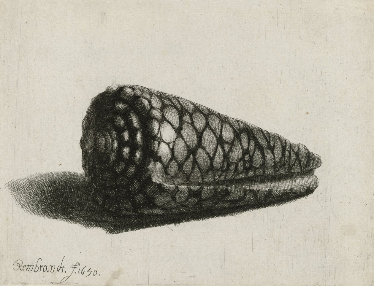 Die Muschel (Conus marmoreus) (1650) von Rembrandt van Rijn