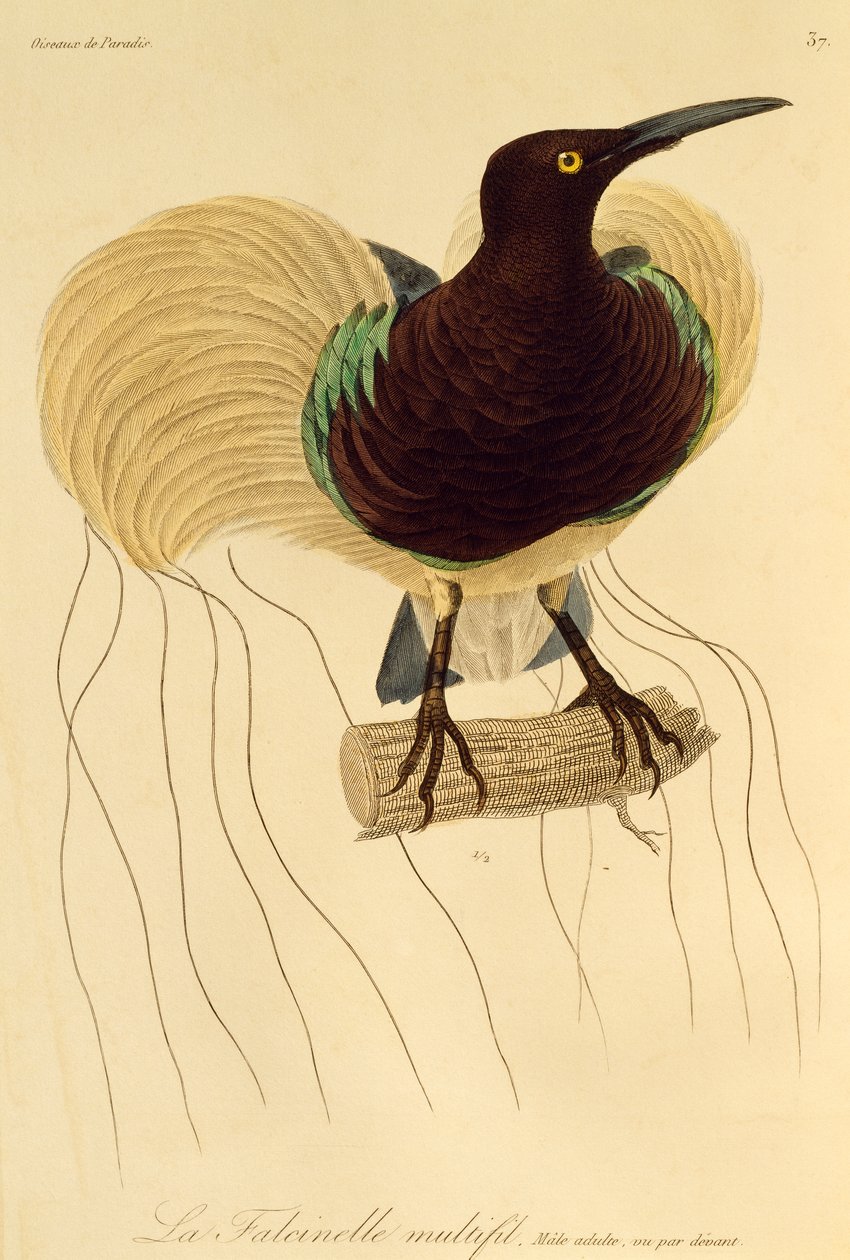 Erwachsenes Männchen des Zwölfdraht-Paradiesvogels, Gravur aus Histoire naturelle des oiseaux de paradis et des epimagues von René Primevère Lesson