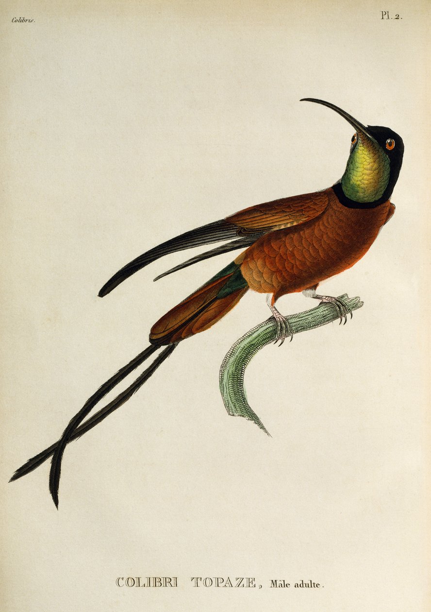 Purpur-Topas (Topaza pella), Gravur aus Les trochilidees ou les colibris et les oiseaux-mouches von René Primevère Lesson