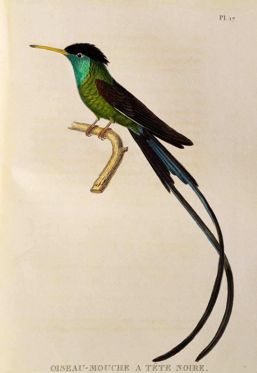 Rotschnabel-Streamer-Schwanz (Trochilus polytmus), Gravur aus Les trochilidees ou les colibris et les oiseaux-mouches von René Primevère Lesson