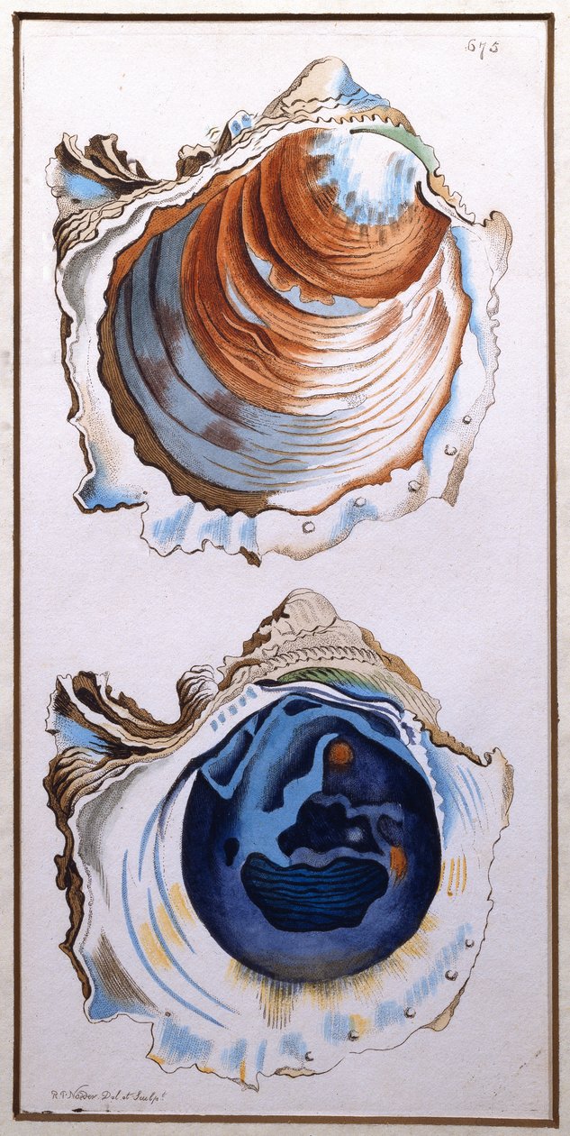 Austernschale, veröffentlicht von Shaw von Richard Polydore Nodder