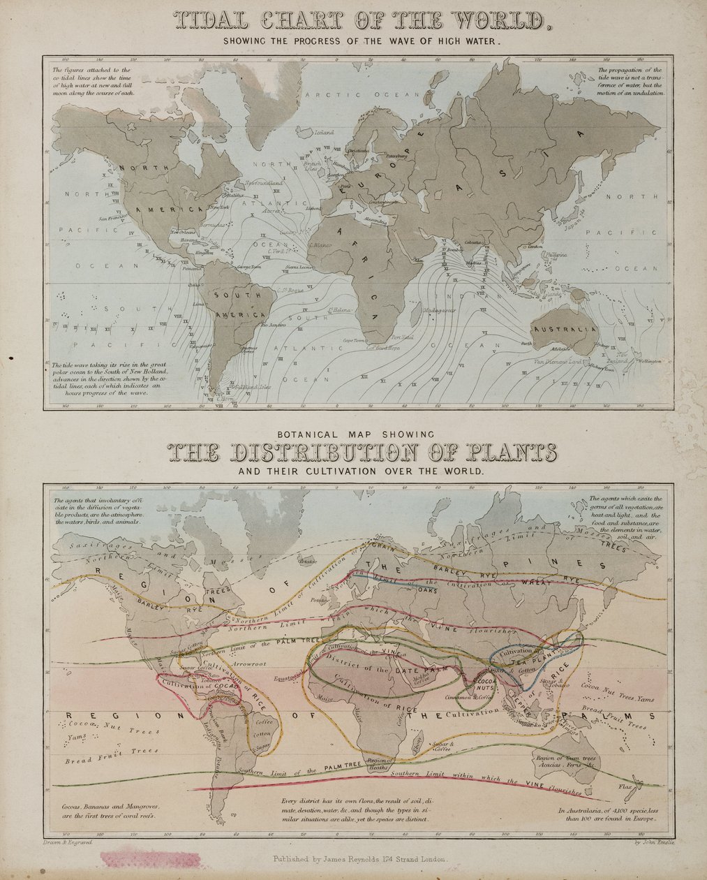 Eine Gezeitenkarte und eine Karte der Verteilung von Pflanzen weltweit, ca. 1850 von John Pardon