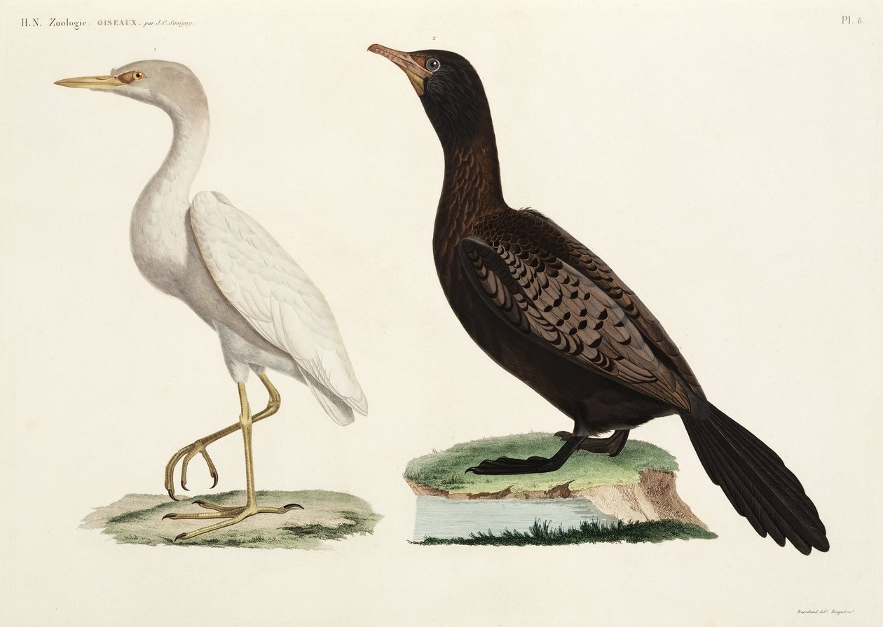 Kuhreiher und Langschwanzkormoran, Ägypten von John Pardon