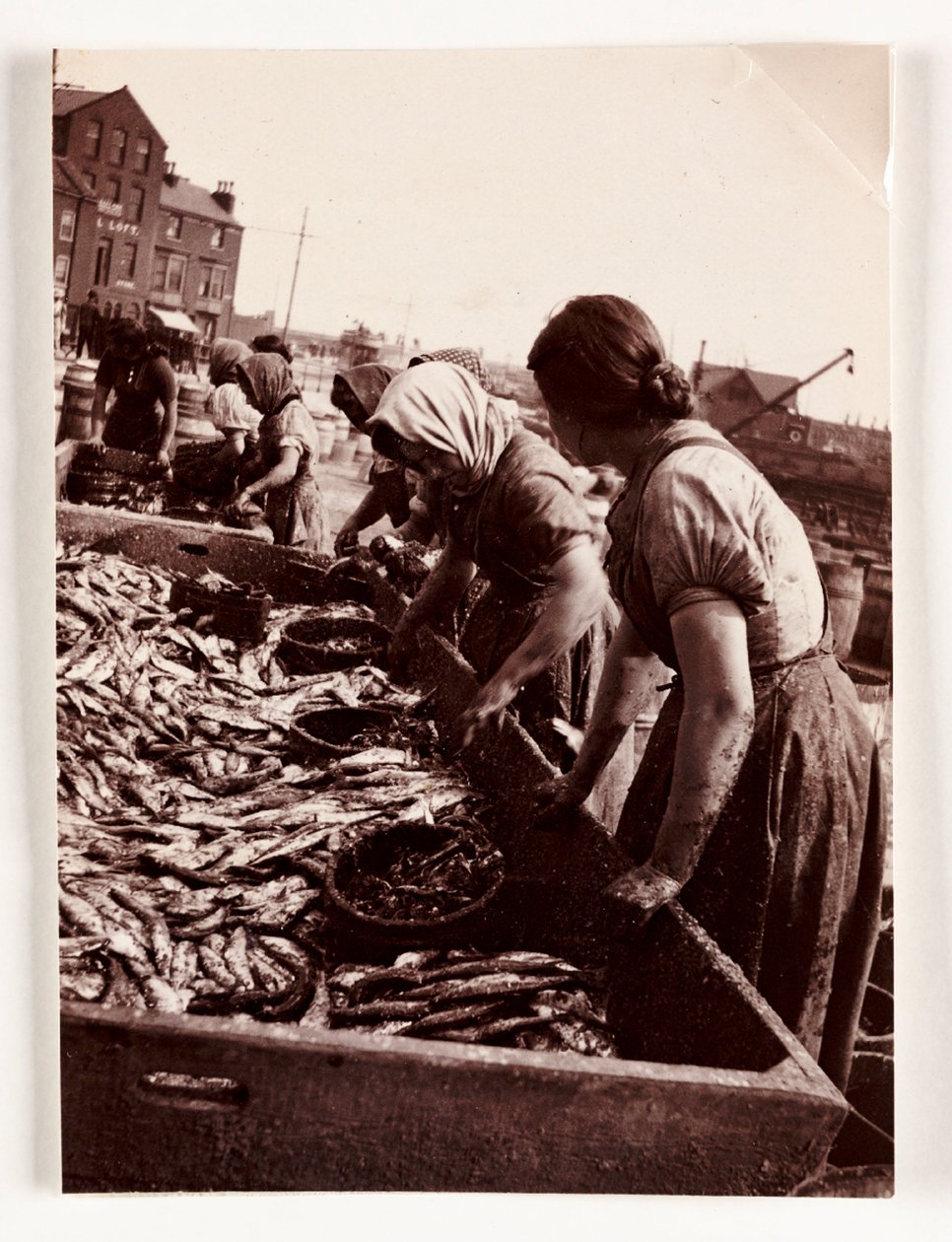 Fischen, Fischerfrauen sortieren Fisch, Whitby Harbour, North Yorkshire, ca. 1905 von John Pardon