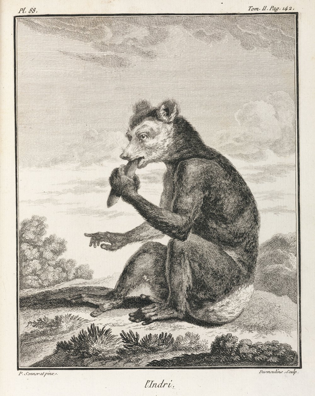 Der Indri - eine Art Lemur, Madagaskar von John Pardon