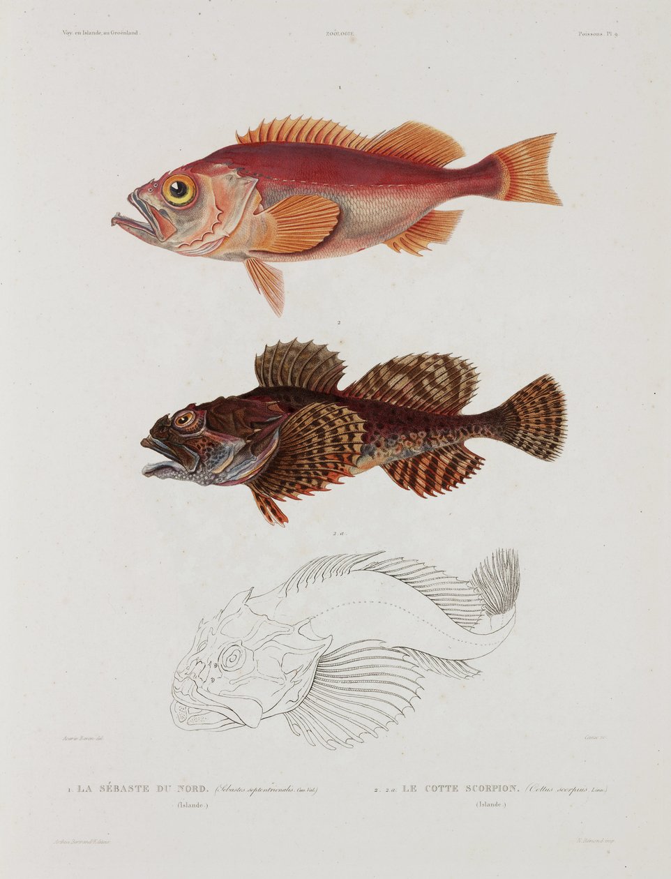 Zwei Arten von Fischen, Island, frühes 19. Jahrhundert von John Pardon