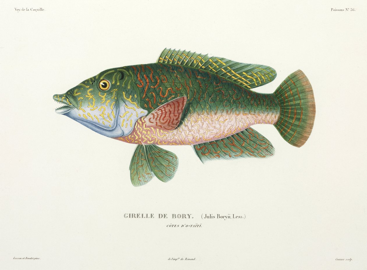 Art von Lippfisch, Tahiti von John Pardon