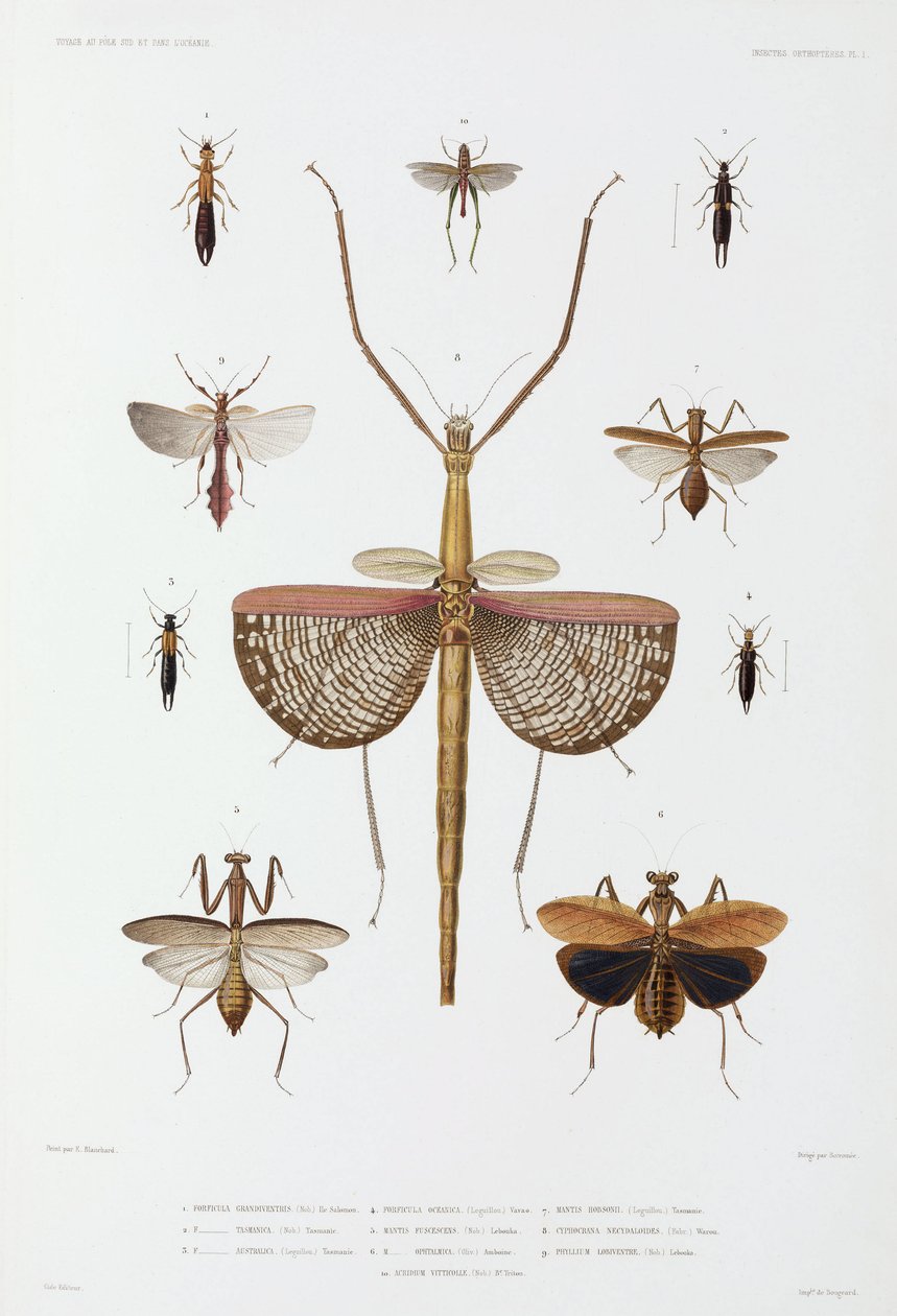 Insektenarten, Australien, Salomonen und Indonesien von John Pardon
