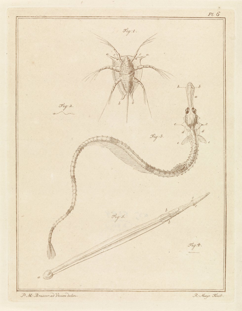 Gewöhnliche Seepocke, große Seenadel und ein Pfeilwurm von Robbert Muys