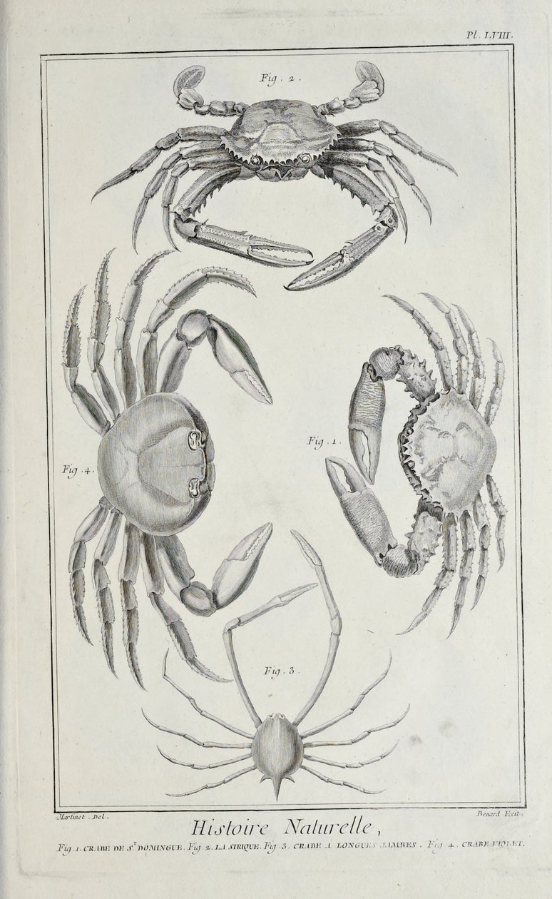 Krebse, Illustration aus 
