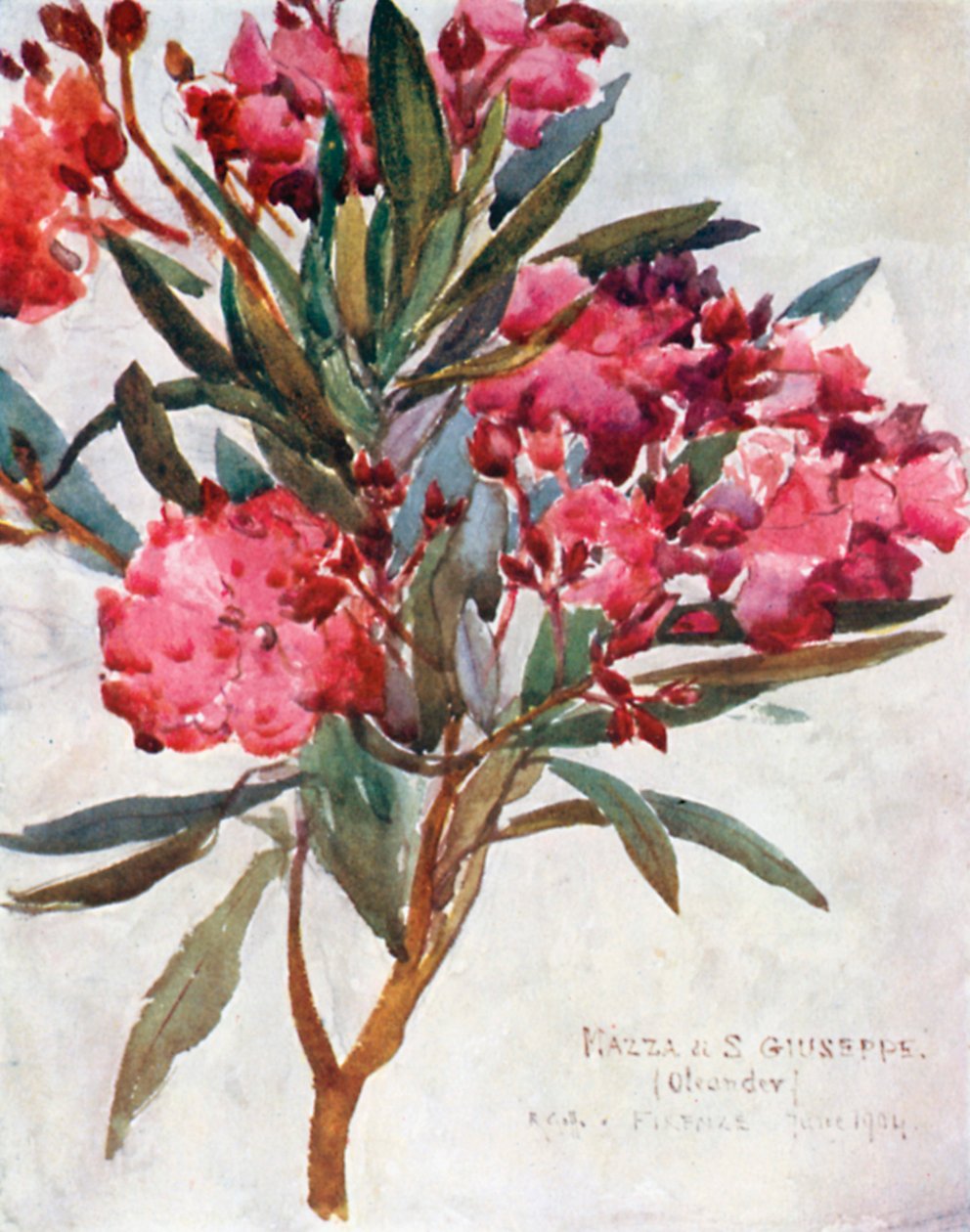 Studie einer rosa Oleanderblüte, die "Mazza di San Guiseppe" von Robert Charles Goff