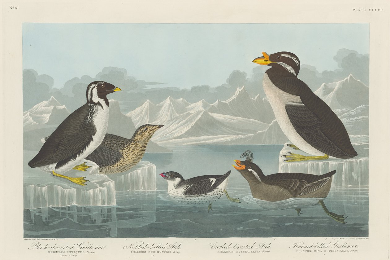Schwarzkehl-Guillemot, Knopf-Schnabel-Auk, Locken-Kamm-Auk und Horn-Schnabel..., 1838 von Robert Havell