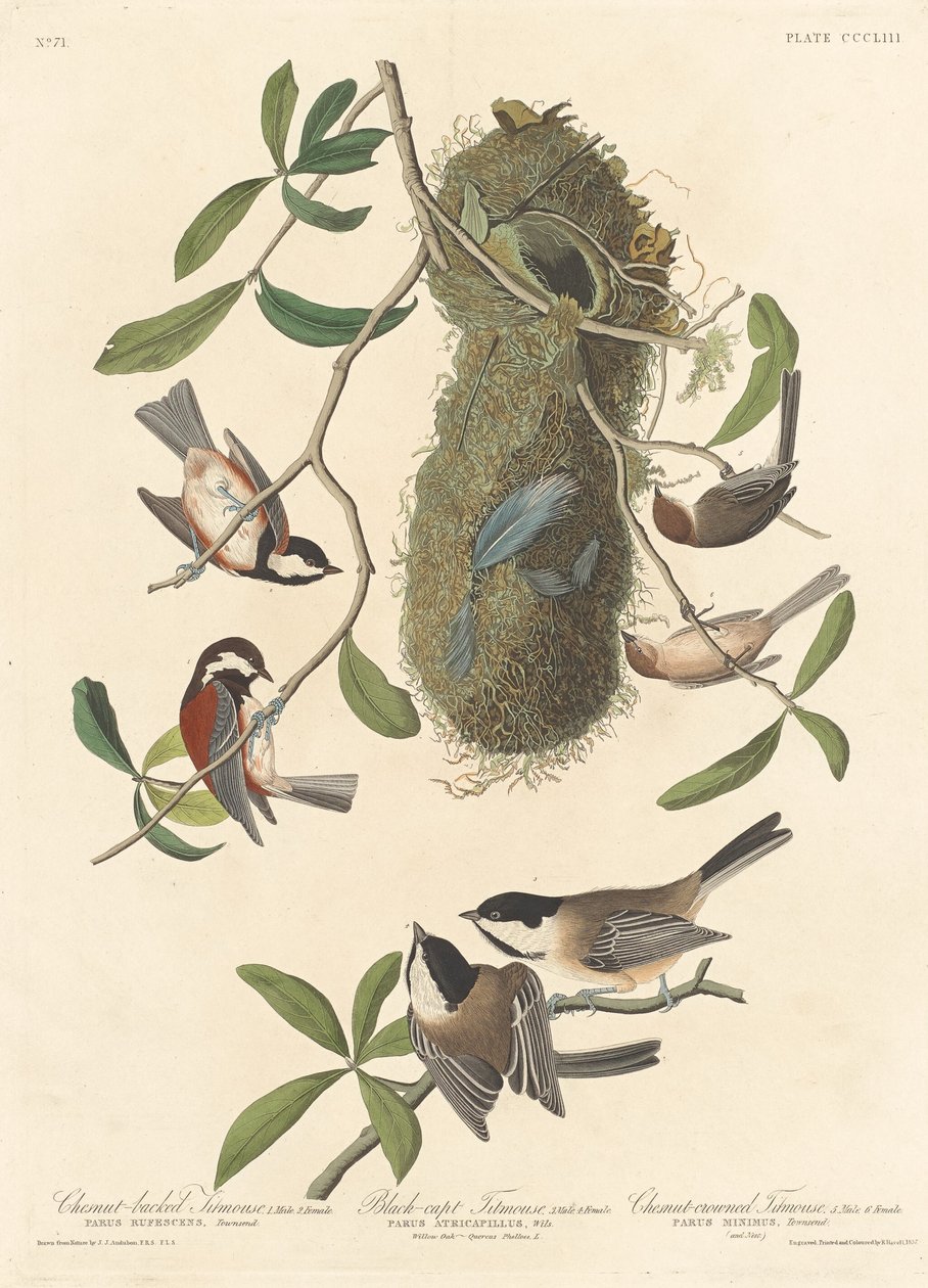 Kastanienmeise, Schwarzkappenmeise und Kastanienkronenmeise, 1837 von Robert Havell