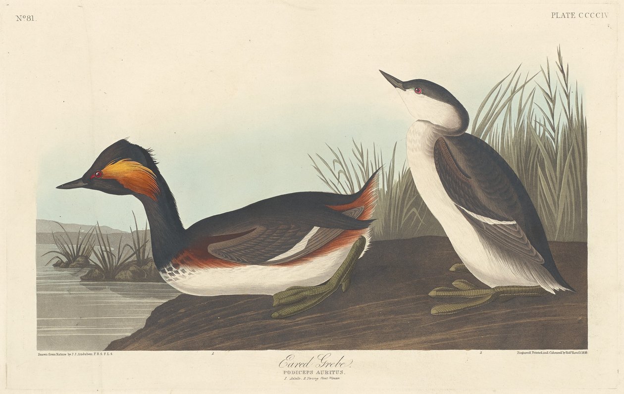 Ohrentaucher, 1838 von Robert Havell