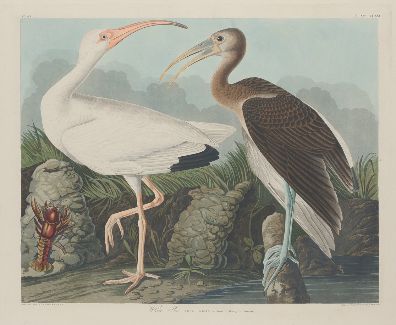 Weißer Ibis von Robert Havell