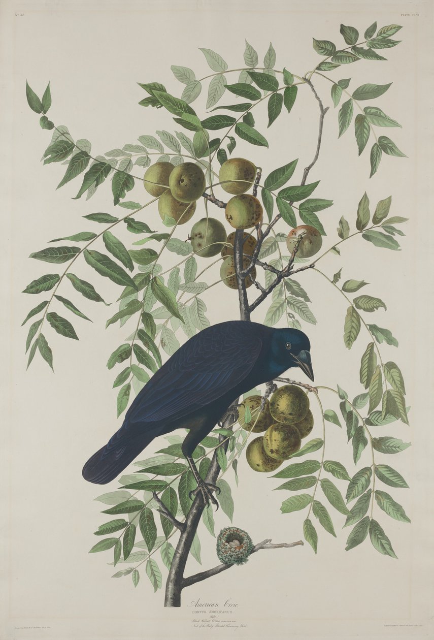Amerikanische Krähe von Robert Havell after John James Audubon