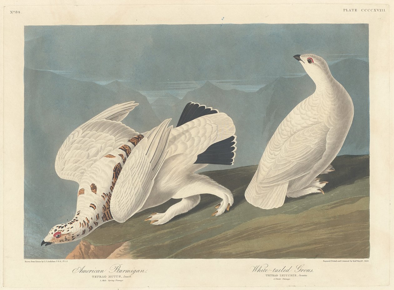 Amerikanisches Schneehuhn und Weißschwanz-Schneehuhn von Robert Havell after John James Audubon