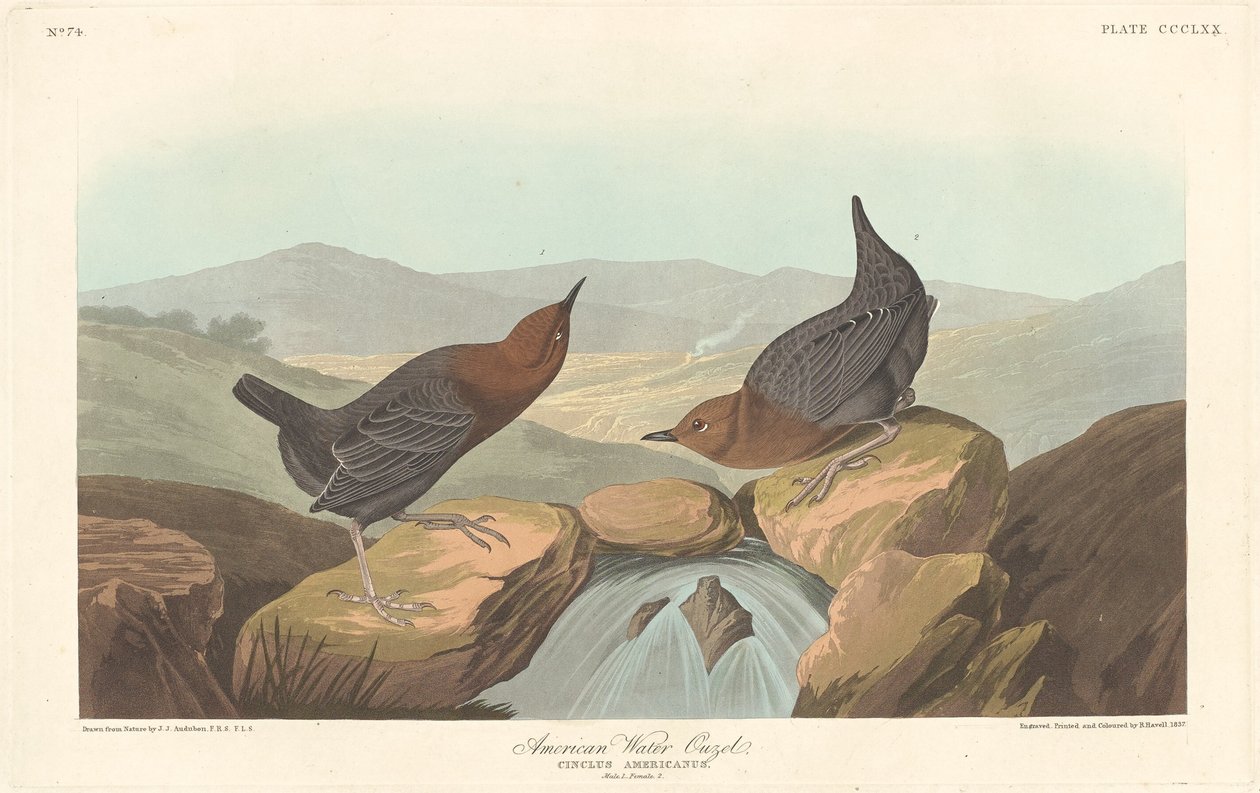 Amerikanische Wasseramsel von Robert Havell after John James Audubon