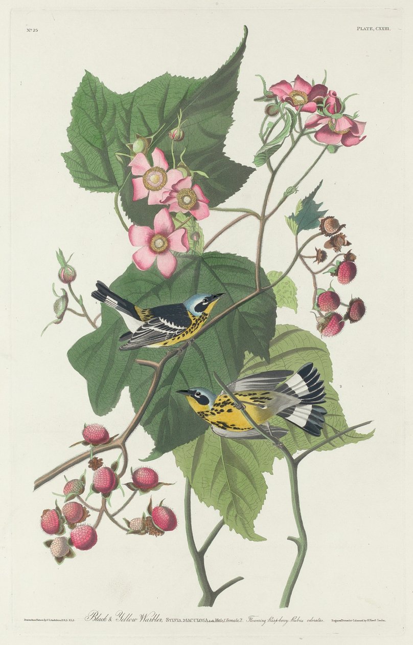 Schwarz-gelber Waldsänger von Robert Havell after John James Audubon