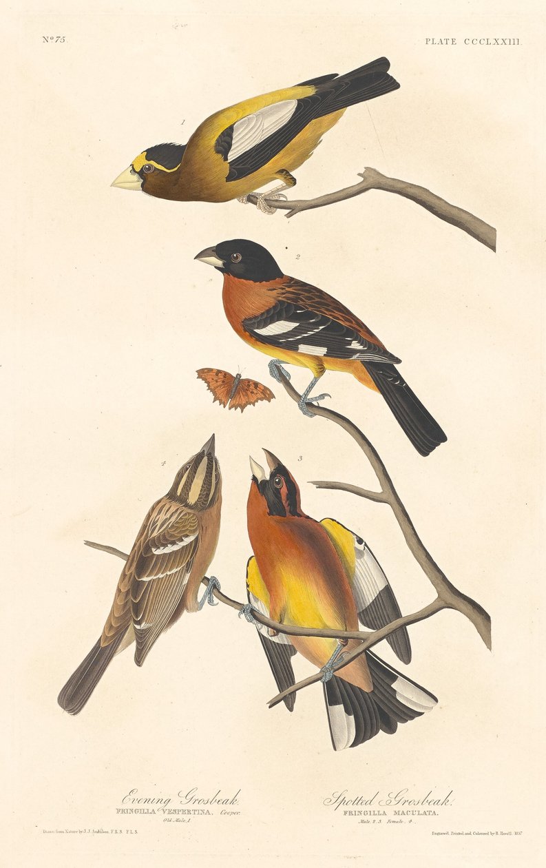 Abendkernbeißer und Fleckenkernbeißer von Robert Havell after John James Audubon