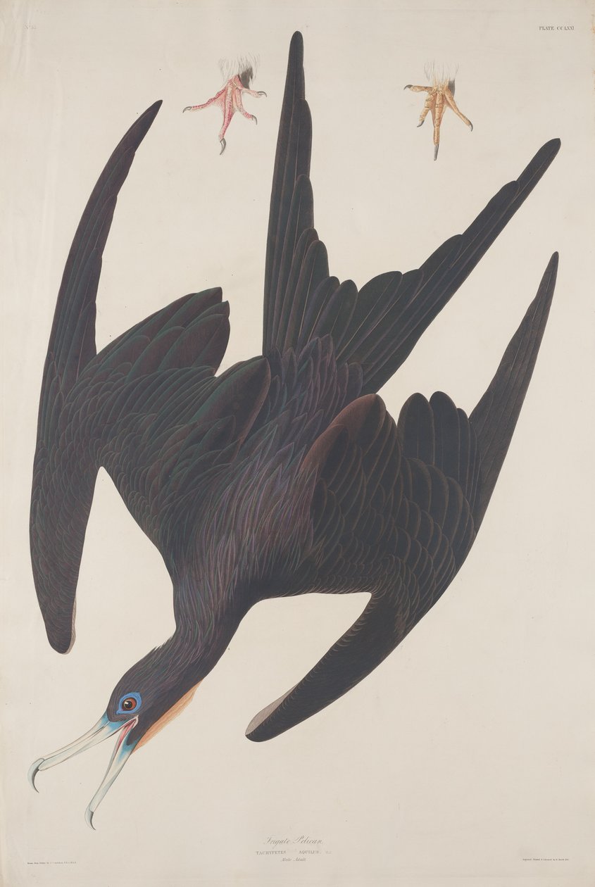 Fregatte Pelikan von Robert Havell after John James Audubon