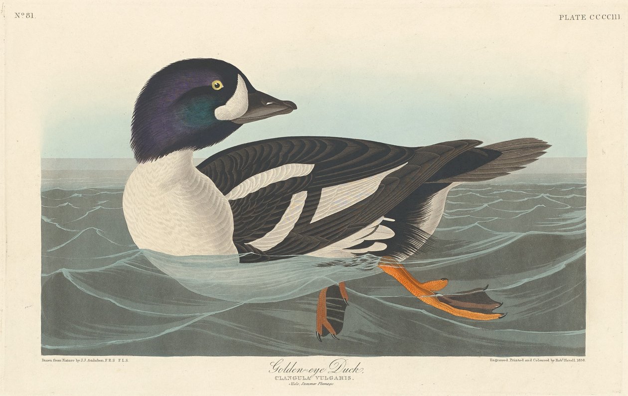 Goldaugenente von Robert Havell after John James Audubon
