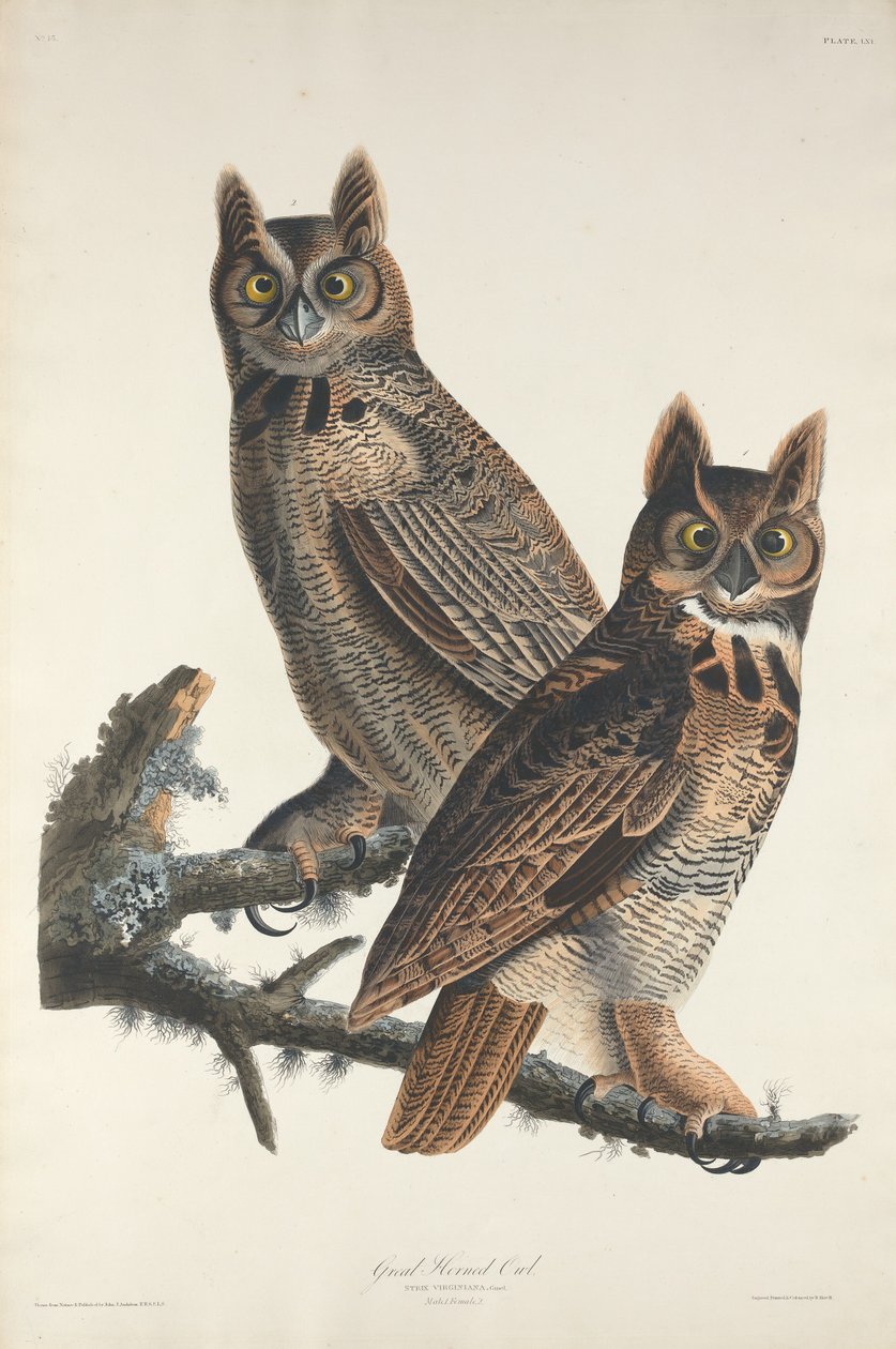Virginia-Uhu von Robert Havell after John James Audubon