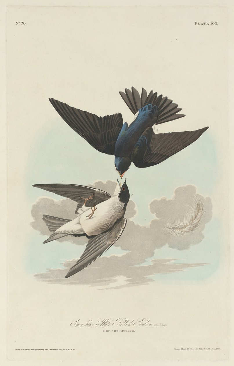 Grün-blaue oder Weißbauchschwalbe von Robert Havell after John James Audubon