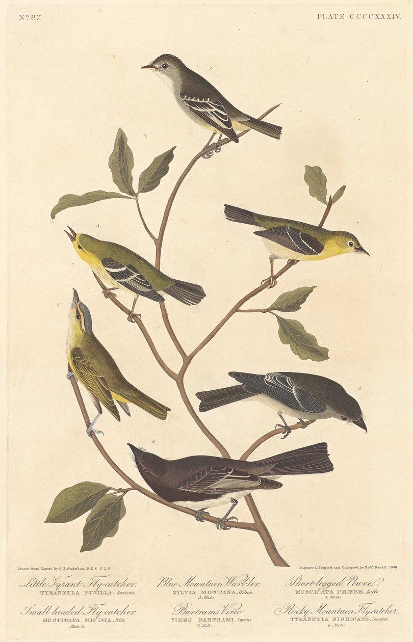 Kleiner Tyrannenschnäpper, Kleinköpfiger Schnäpper, Blaugebirgs-Waldsänger, Bartrams Vireo, Kurzbeiniger Pewee und Rocky-Mountain-Schnäpper von Robert Havell after John James Audubon