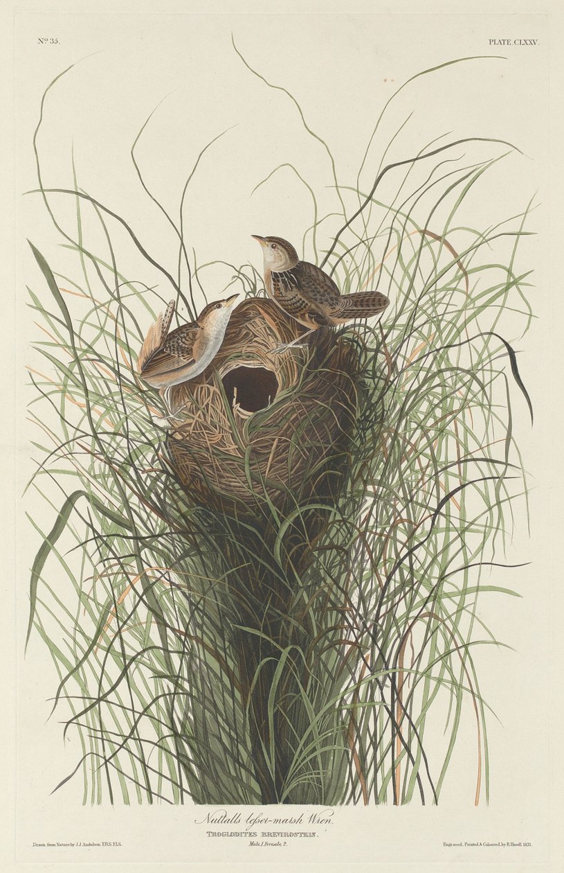 Nuttalls kleiner Sumpfzaunkönig von Robert Havell after John James Audubon