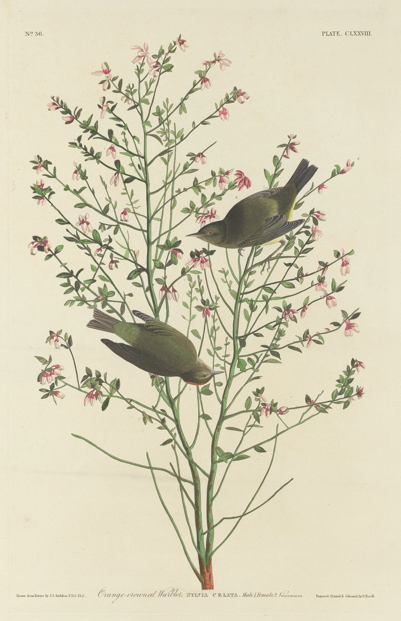 Orangegekrönter Waldsänger von Robert Havell after John James Audubon