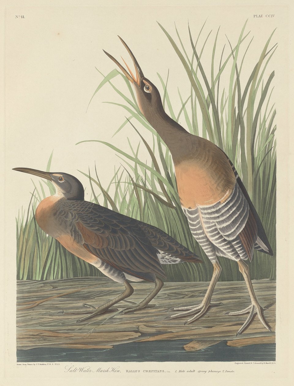 Salzwassersumpfhuhn von Robert Havell after John James Audubon