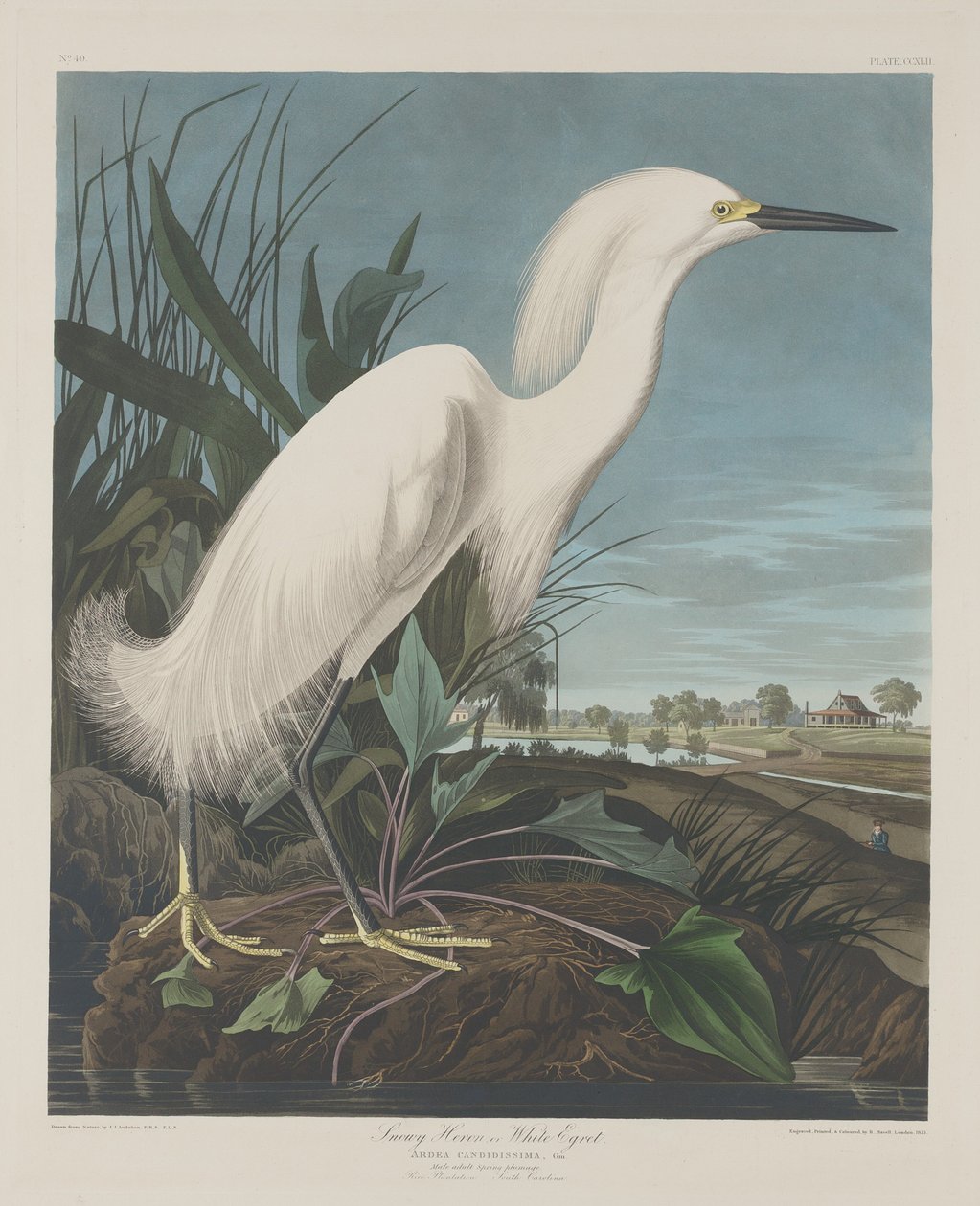 Schneereiger oder Weißer Reiher von Robert Havell after John James Audubon
