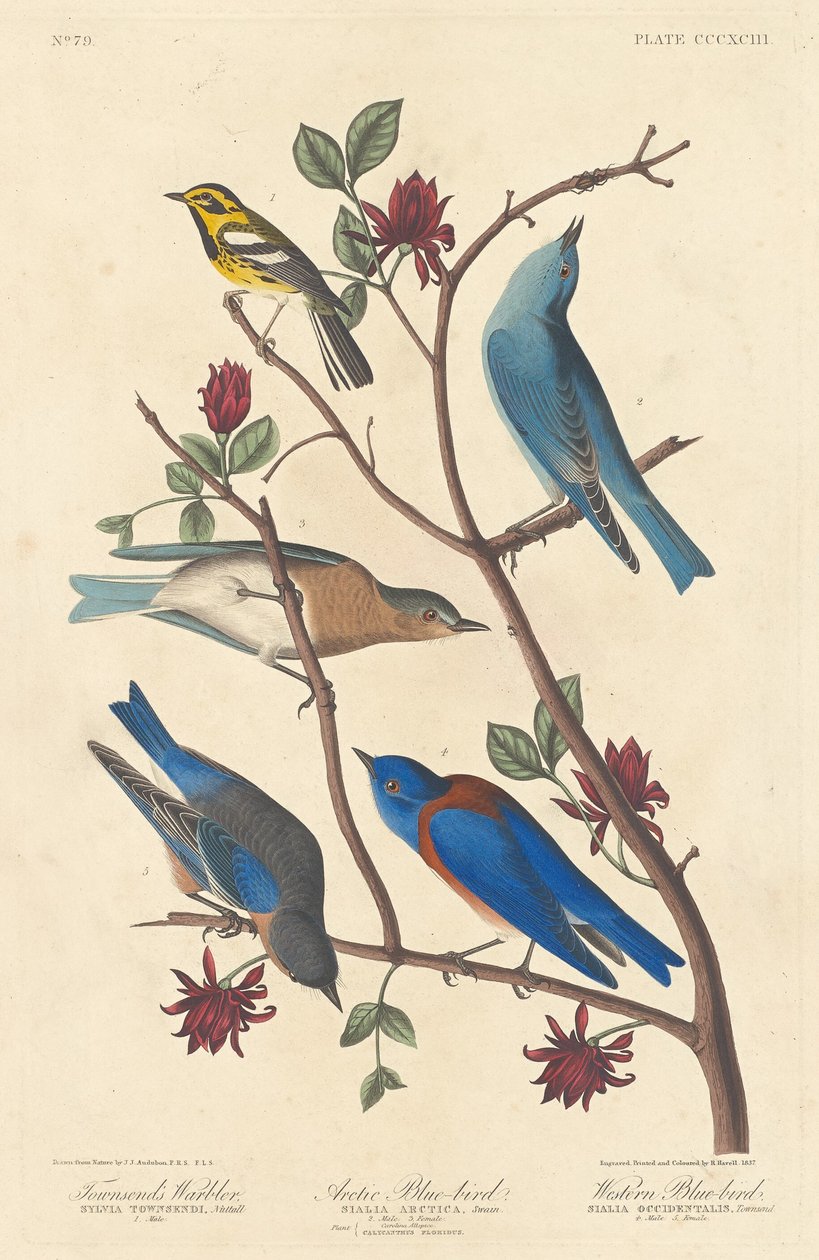 Townsend-Waldsänger, Arktischer Blaukehlchen und Westlicher Blaukehlchen von Robert Havell after John James Audubon