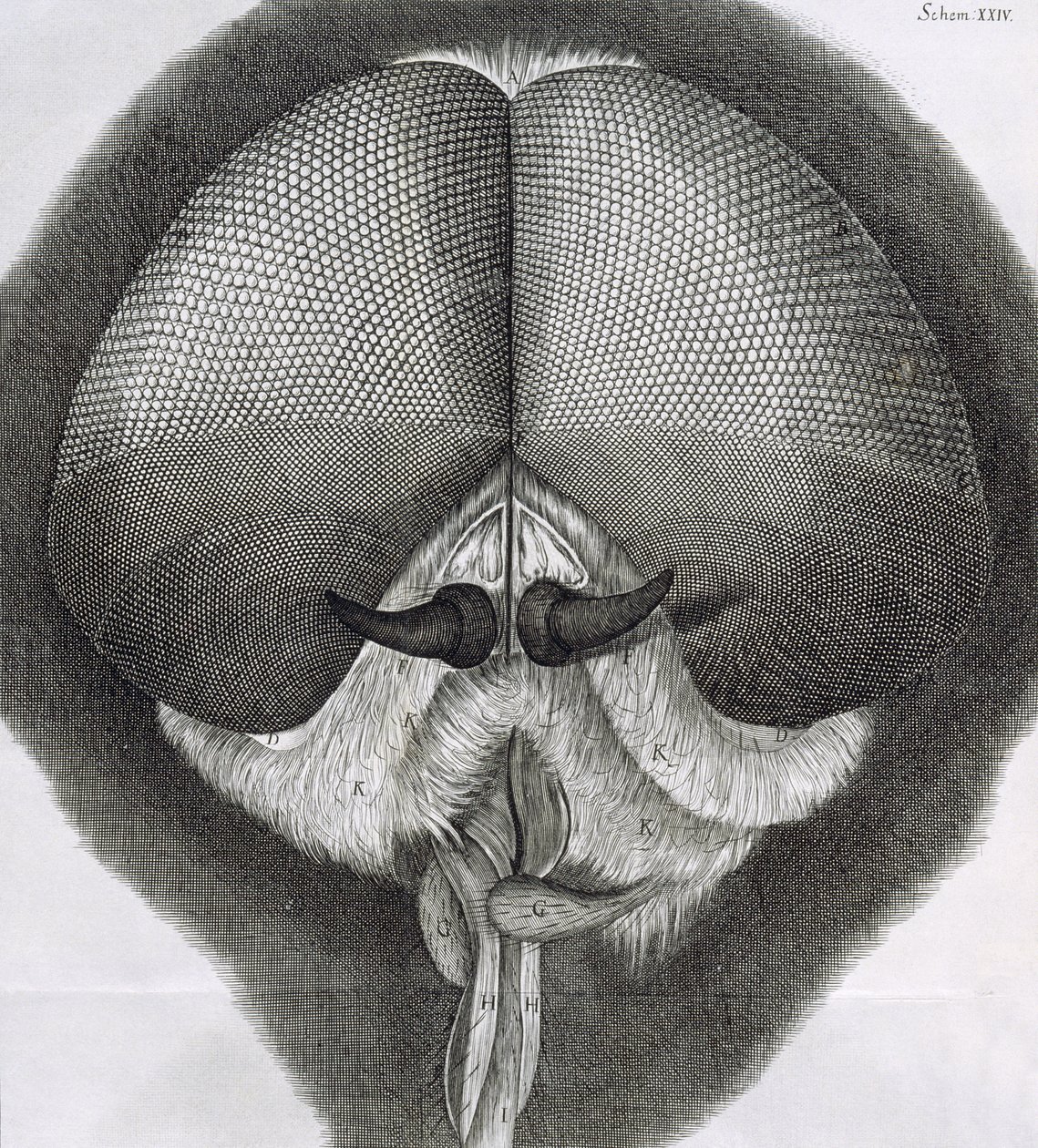Graue Drohnenfliege, Beobachtung XXXIX aus Hookes Micrographia, 1664 von Robert Hooke