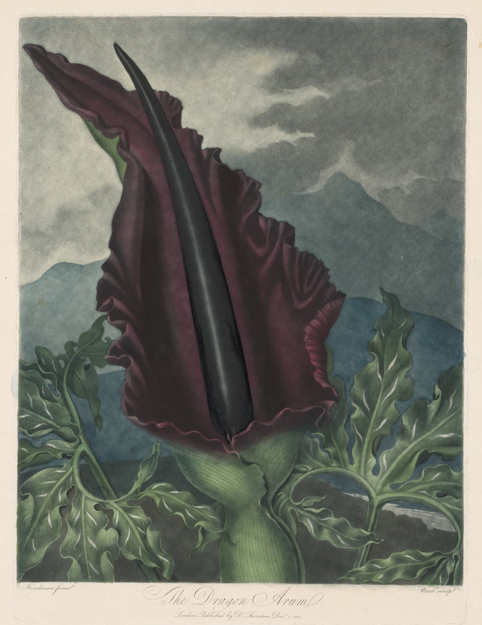 Der Drachenarum, Schwarze Calla oder Solomons Lilie, 1799-1807 von Robert John Thornton