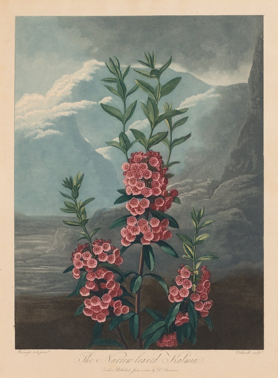Der Tempel der Flora oder Garten der Natur: Die schmalblättrige Kalmie, Berglorbeer, 1804 von Robert John Thornton