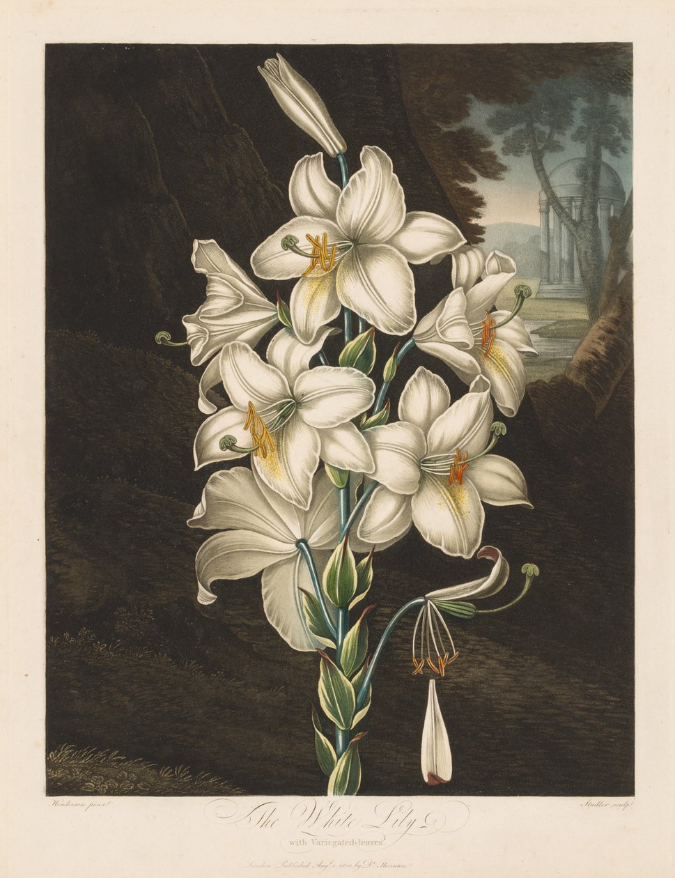 Der Tempel der Flora oder Garten der Natur: Die weiße Lilie mit bunten Blättern, 1800 von Robert John Thornton