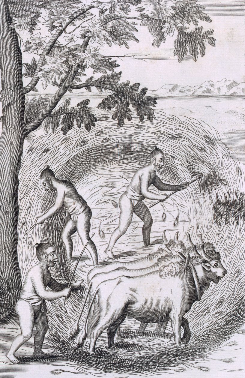 Die Art, ihren Reis zu stampfen, aus An Historical Relation of the Island Ceylon, veröffentlicht 1681 (Gravur) von Robert Knox